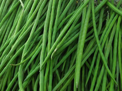 Drumsticks (Moringa)