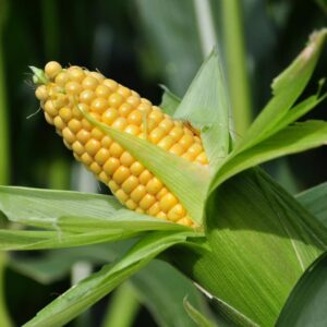 Maize (corn)