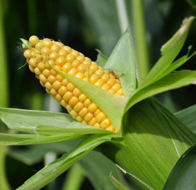 Maize (corn)