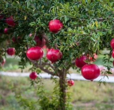 Pomegranates