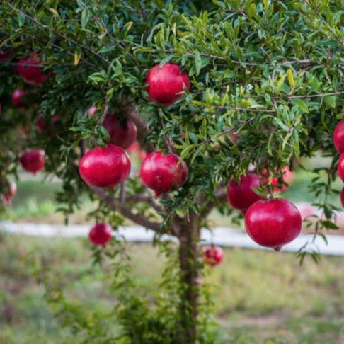 Pomegranates